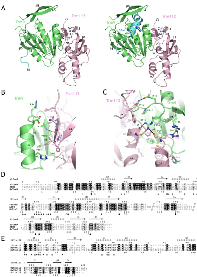 Figure 1. Structure of the YlTrm9-Trm112 complex. (A) Ribbon representations of the crystal structure of the YlTrm9N38-Trm112 complex (left) and of the model of the YlTrm9N20-Trm112 complex (right)