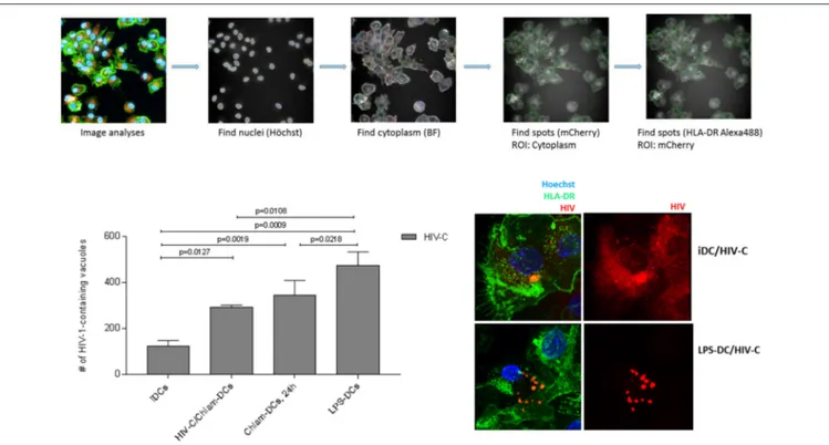 FIGURE 3 | HIV-C/Chlam-, Chlam-, and LPS-DCs show significantly higher levels of vacuolar HIV-C