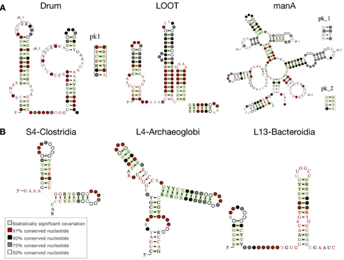 Figure 1. Example ZWD-based Rfam families. (A) Metagenomic-based RNAs Drum (RF02958), LOOT (RF03000), and manA (RF01745) RNAs; (B) S4-Clostridia (RF03140), L4-Archaeoglobi (RF03135) and L13-Bacteroidia (RF03127) r-leader families