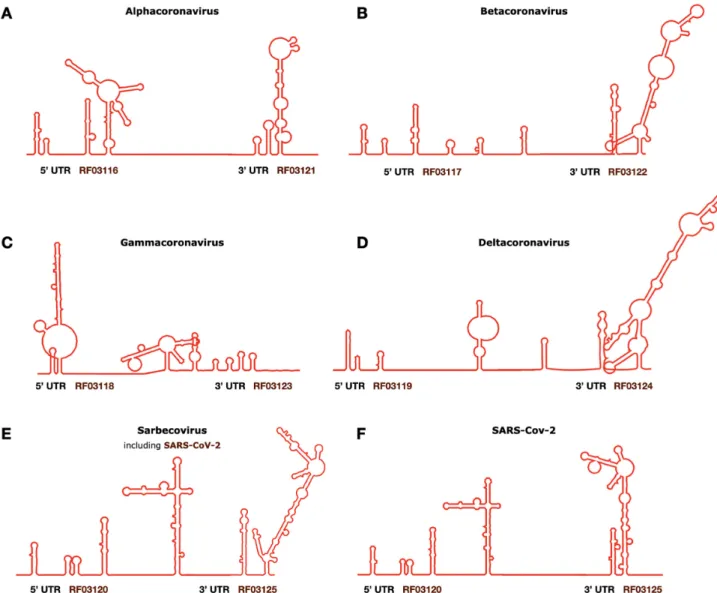Figure 2. New Rfam Coronaviridae 5  and 3  UTR families are depicted schematically within the complete viral genomes