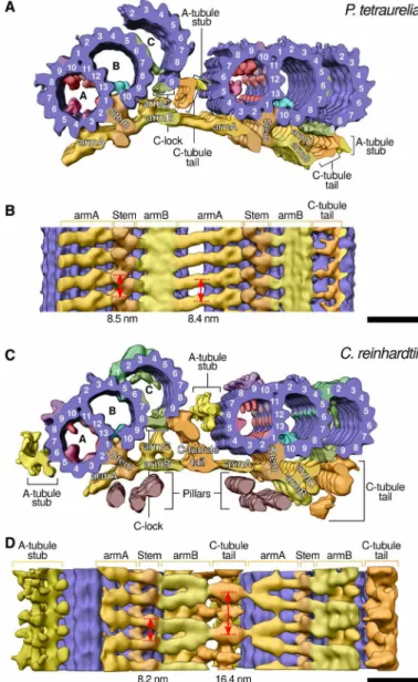 Fig. 2. Subtomogram averaging from uncompressed P. tetraurelia and C. reinhardtii  centrioles reveals how the inner scaffold links adjacent MTTs