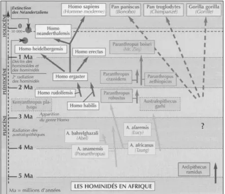 Fig. 1 –  Arbre phylogénétique des premiers homininés. Les relations d’an­