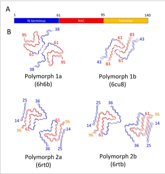 Figure supplement 1. Comparison between polymorphs 1 and 2.