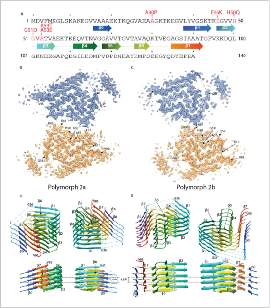 Figure supplement 1. Local resolution estimation and FSC curves.