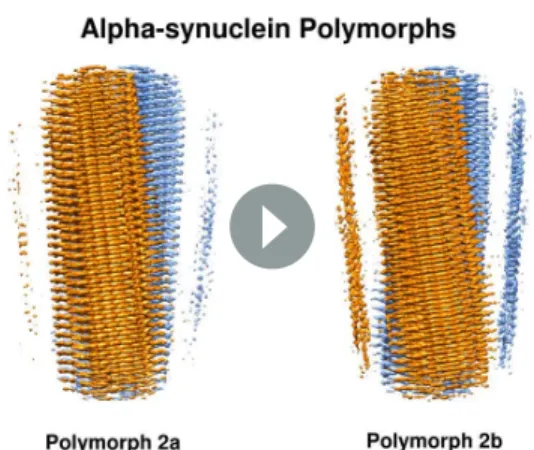 Figure 2. Structure and distribution of amino acids in the new a-Syn fibril polymorphs