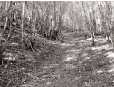 Figure 6 : Un chemin dans le bois de Cestres, le bas du “chemin des Vaches” vers la “Combe d’Eté)