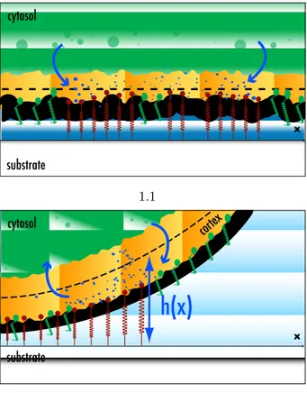 Figure 1. Artist’s representation of the two geometries studied in the text. Bound integrins with their actin cortex deformations are represented as red springs