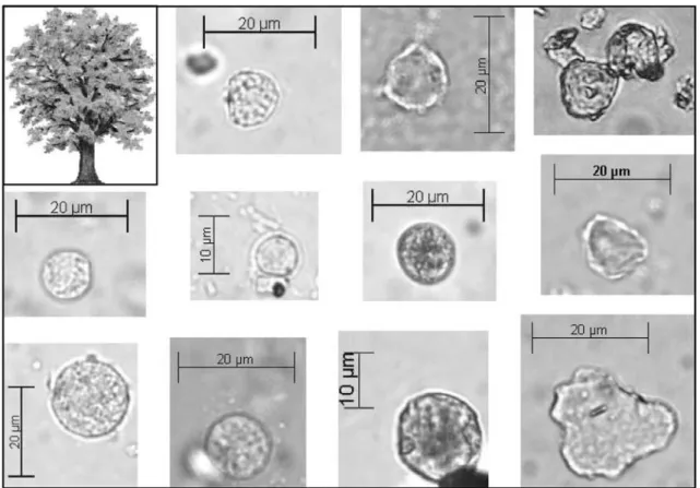 Fig. 2. Phytolithes de dicotylédones