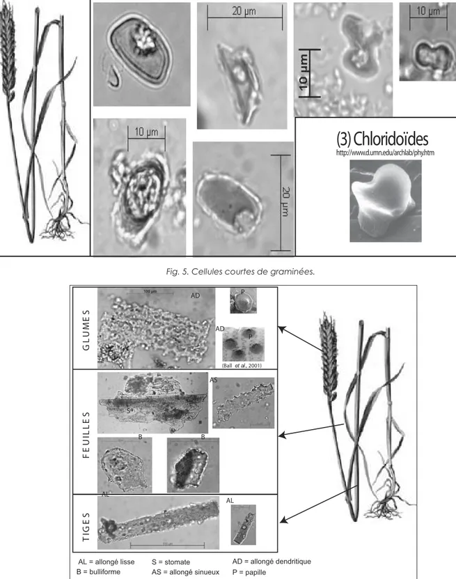 Fig. 6. Variation des formes produites en fonction de la partie de la plante, chez les graminées.