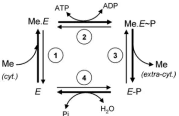 FIGURE 1. Catalytic cycle of P-type ATPases. The bold arrows correspond to the forward cycle of P-ATPases requiring ATP