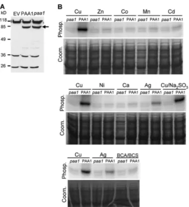 FIGURE 2. Production of PAA1 and PAA1-AKT (paa1) in L. lactis mem- mem-branes and metal-dependent phosphorylation from ATP.A, expression of PAA1 and PAA1-AKT in L