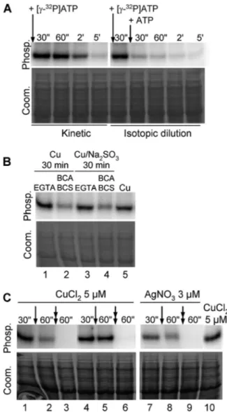 FIGURE 4. PAA1 phosphorylation from ATP is transient. A, kinetic and iso- iso-topic dilution experiments on L