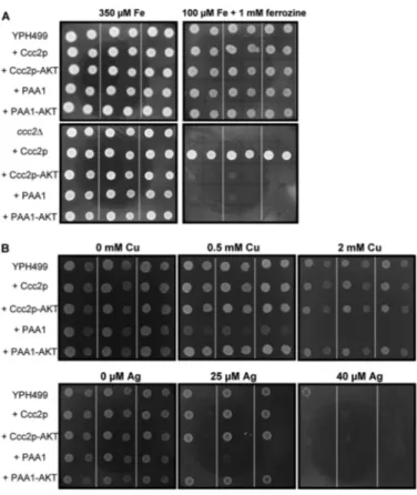 FIGURE 7. Phenotypes of yeast strains expressing PAA1. A, CCC2 comple- comple-mentation assay
