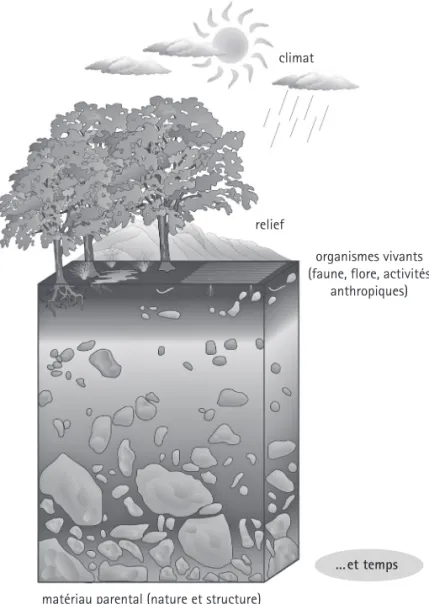 Fig. 2 – Facteurs jouant un rôle majeur dans l’évolution du sol  (D Ao  : E. Camizuli à partir de ian.umces.edu/symbols/).
