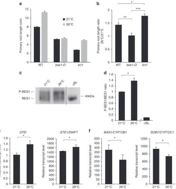 Fig. 4 Brassinosteroid signaling regulates root responses to elevated ambient temperature