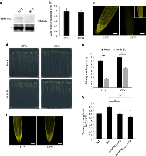 Fig. 5 Elevated ambient temperature impinges on BRI1 levels and brassinosteroid perception