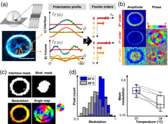 Fig. 3. Probing molecular order with Fourier analysis of P-THG data.