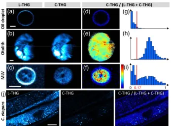 Fig. 5. Detection of birefringence with circular-linear polarization switching. (a) – (i) One-shot measurement of the anisotropy parameter C-THG/(L-THG+ C-THG) in an oil droplet (isotropic), a three-days zebrafish otolith (birefringent) and a MLV (both typ