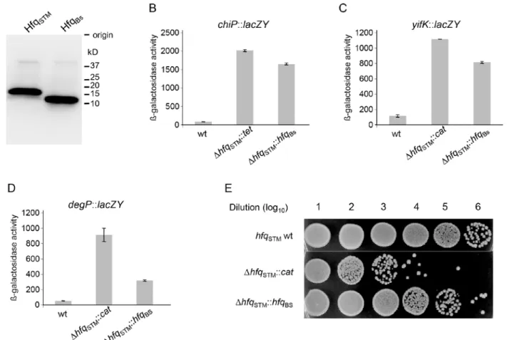 Fig 4. Expression of translational lacZ fusions to chromosomal genes sensitive to Hfq function in Salmonella enterica and growth phenotype of degP::lacZ strains carrying different hfq alleles