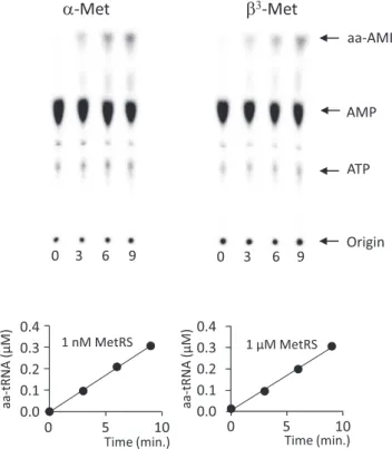 Fig. 5. Aminoacylation of tRNA f Met by MGL-treated β 3 -Met. [3′- 32 P]-labelled tRNA f Met was aminoacylated with α-Met in the presence of 1 nM MetRS or with MGL-treated β 3 -Met in the presence of 1 µM MetRS (see Materials and Methods)