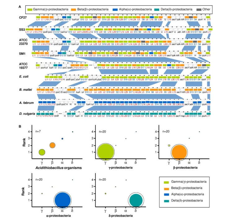 FIGURE 4 | The mosaic gene composition of Acidithiobacillus genomes. (A) Taxonomic affiliation of ribosomal proteins (colored boxes)