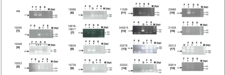 FIGURE 3 | Expression of At. ferrivorans CF27-specific genes. RT-PCR experiments were performed on RNA extracted from At