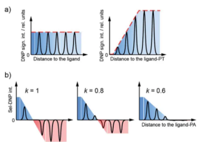 Fig. 2 Schematic illustration of the Sel-DNP procedure. (a) Signal intensities obtained for nuclear spins located at increasing distances (highlighted by the colored shading) from the ligand in the case of a uniformly distributed PA (on the left, reference