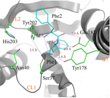 Figure 1.  The active site pocket of the AlbC cyclodipeptide synthase. Important residues of AlbC identified  through biochemical experiments are shown