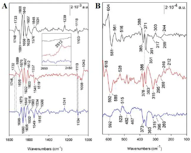 FIGURE 2: Reduced – minus – oxidized FTIR difference spectra between 1800 and 1000 cm -