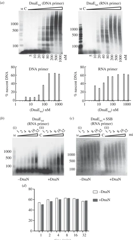 Figure 4. DnaE primer extension assays on a long template and DnaE stimulation by DnaN and SSB