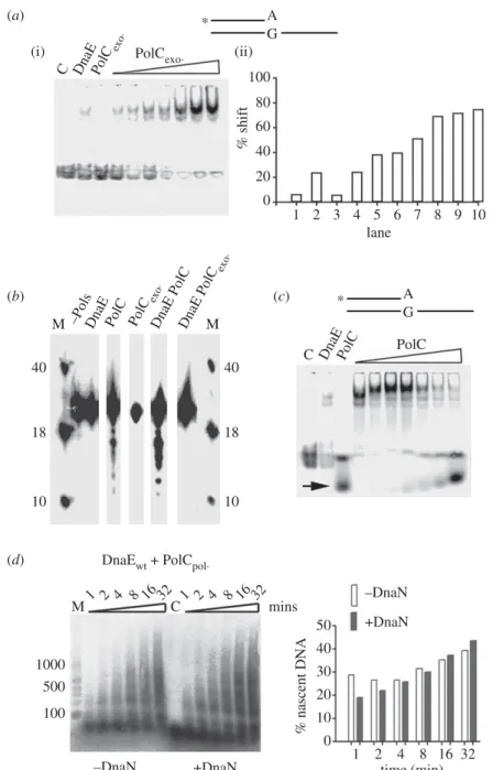 Figure 7. PolC is recruited by DnaE at 3 0 -OH primed sites via protein – protein interaction and DnaE exposes 3 0 -OH ends to the exonuclease domain of PolC.