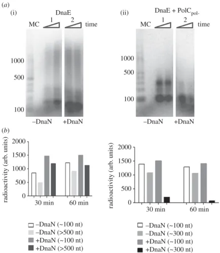 Figure 8. Effect of DnaN and/or PolC pol- on DnaE error-prone polymerase activity. Primer extension assays were carried out on RNA primed ssM13mp18 DNA omitting dGTP