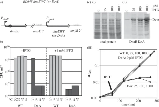 Figure 2. DnaE is required at the replication fork to synthesize nascent DNA. (a) Schematic representation of the tested strains
