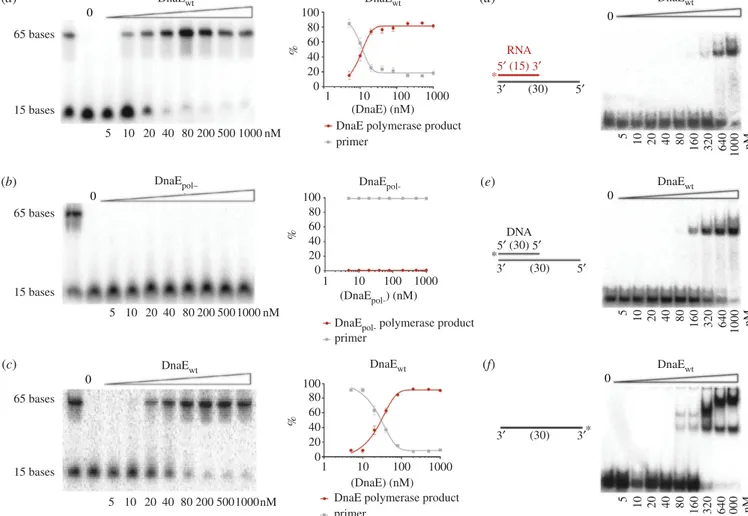 Figure 3. DnaE and DnaE pol- activity assays on short templates. DNA primer (a,b) or RNA primer (c) extension assays using short radiolabelled deoxyribonucleotide or ribonucleotide (15 nt) annealed onto longer oligonucleotide template (110 nt) for the dete