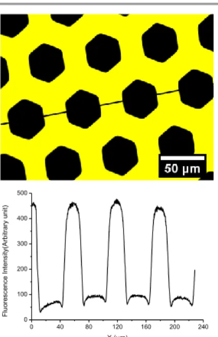 Figure  9.  Image  of  the  photopatterned  1-PHL  film  surface  obtained  with  fluorescence microscopy (scale bar = 50 µm)