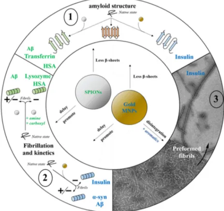 Figure 2. MNPs impacts on various in vitro amyloid aggregates. According their size, shape, charge,  and type of functionalization, MNPs can: (1) affect amyloid structure at the protein level by decreasing  β-sheet content; (2) inhibit, delay, or promote p