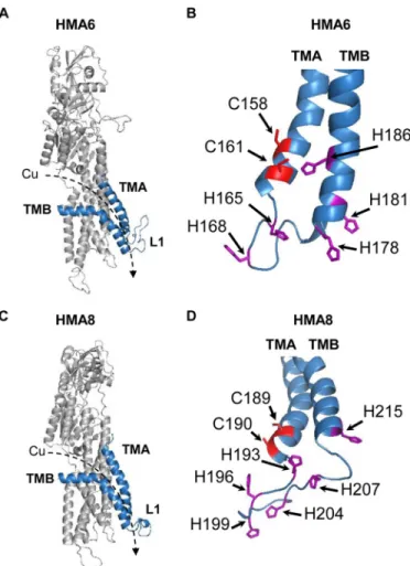 FIGURE 3.Structural models of HMA6 and HMA8 from A. thaliana. A and C, structural models were obtained from the structure of LpCopA (Protein Data Bank code 4BBJ) (21) with the MODELLER program (40) as previously described (9)