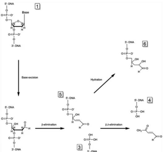 Figure 6. Excision reaction catalyzed by bifunctional glycosylases via β or β , δ -elimination mechanisms