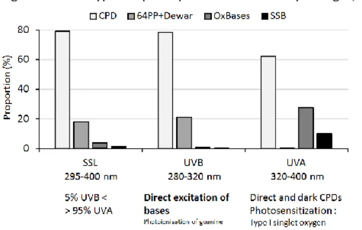 Figure 7: Main types of photoproducts induced by sunlight, UVB and UVA. 