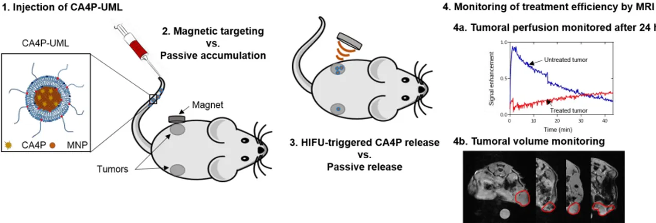 Figure  1.  Schematic  representation  of  the  CA4P-UML  treatment  with  magnetic  targeting,  HIFU drug release, and MRI monitoring