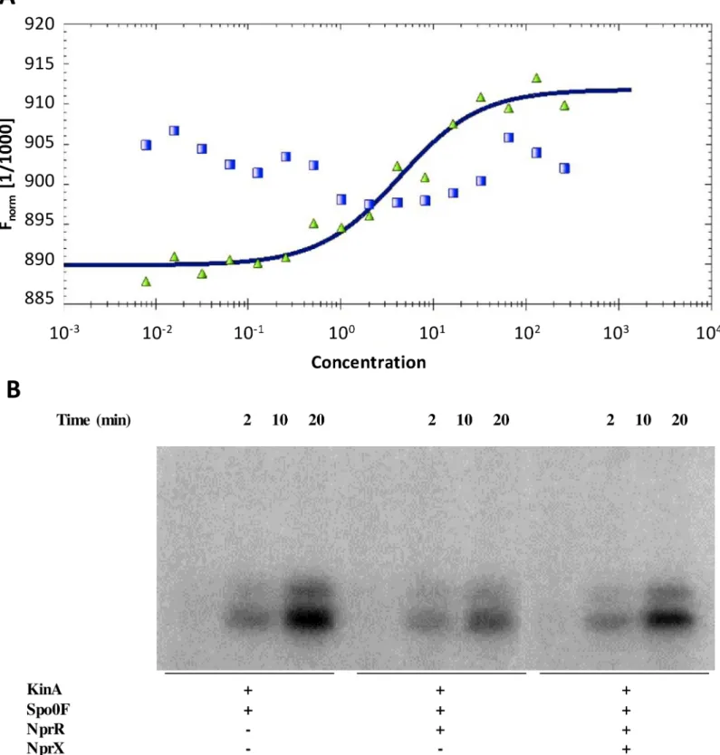 Fig 3. The sporulation inhibitor activity of NprR relies on Spo0F dephosphorylation. (A) Microscale thermophoresis analysis of the NprR-Spo0F interaction