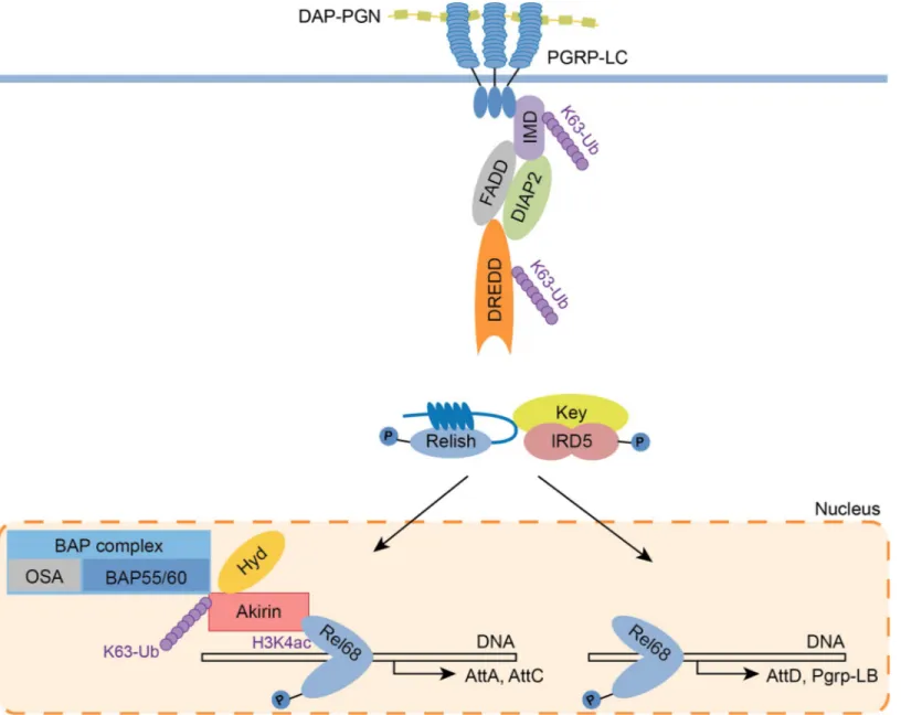 Fig 5. Schematic model of Hyd involvement in the IMD signaling pathway in Drosophila. Model showing the role of Hyd in the expression of the Akirin-dependent genes in the IMD pathway