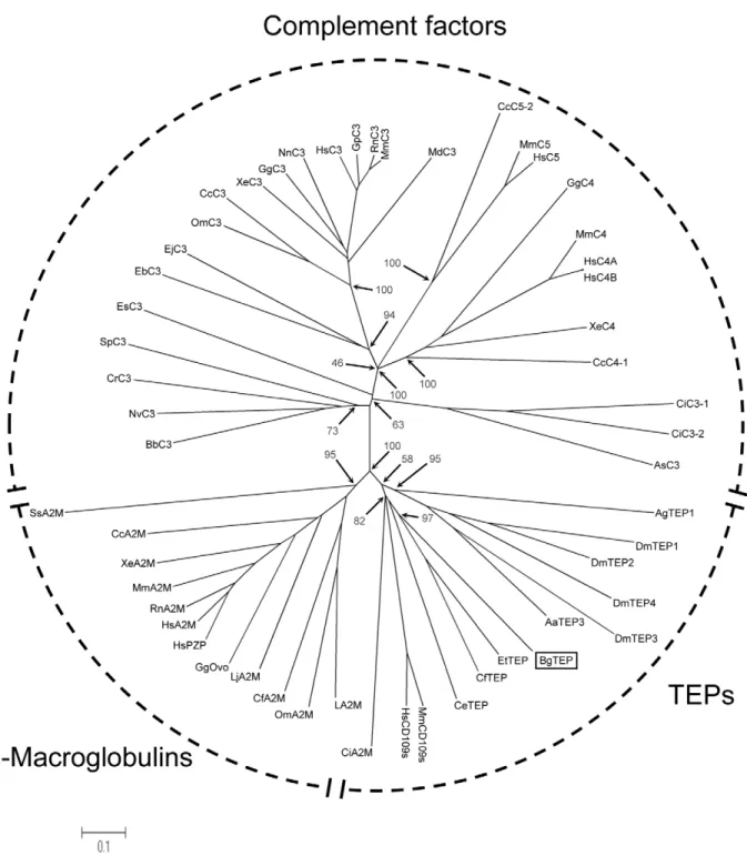 Figure 7. Phylogenetic position of BgTEP. The unrooted phylogenetic tree of thioester-containing proteins (54 sequences, cf