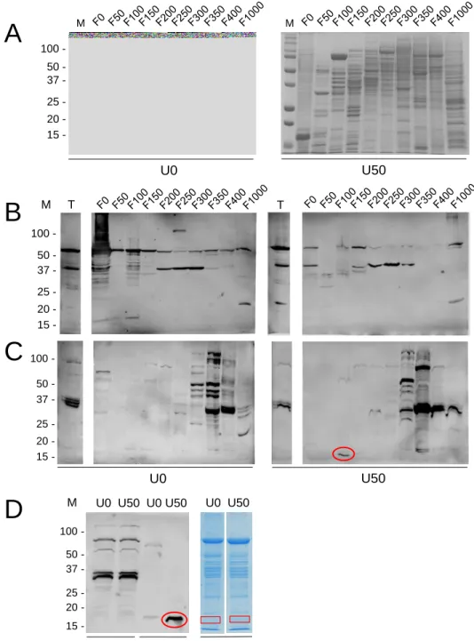 Figure 5: Immunodetection of lysine and arginine methylated proteins in Arabidopsis cells challenged with U.