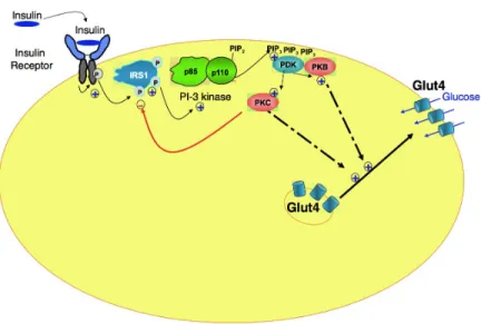 Figure 3. Mechanism of insulin action with regards to the activation of glucose transporters.