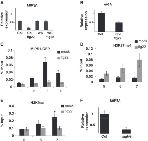 Figure 4. Flagellin induces a MIPS1 down-expression through the MPK4 pathway. (A) Flg22 affects MIPS1 expression