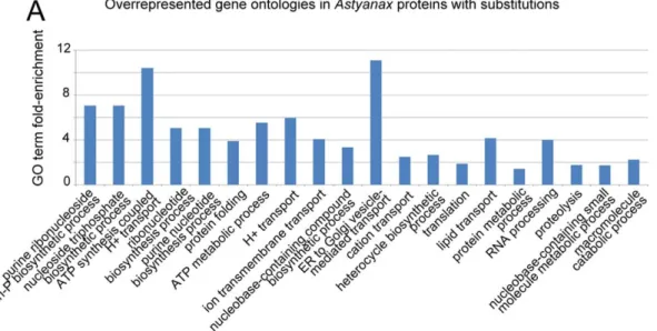 Figure 4. Overrepresented gene ontologies in Astyanax proteins with surface fish/cave fish substitutions (A), radical substitutions (B) or specifically with radical mutations in cavefish (C)