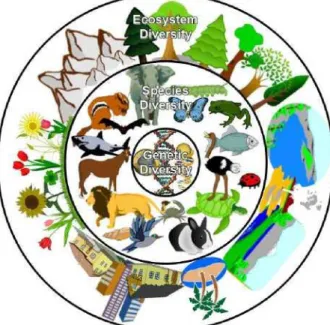 Figure 1: Types of diversity: Genetic (inner), Species (middle),  and Ecosystem (outer) 