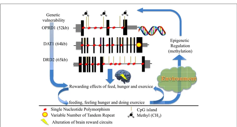 FIGURE 1 | How genetic and epigenetic factors could influence the risk and/or the maintenance of anorexic behaviors (driving for further thinness while underweight).