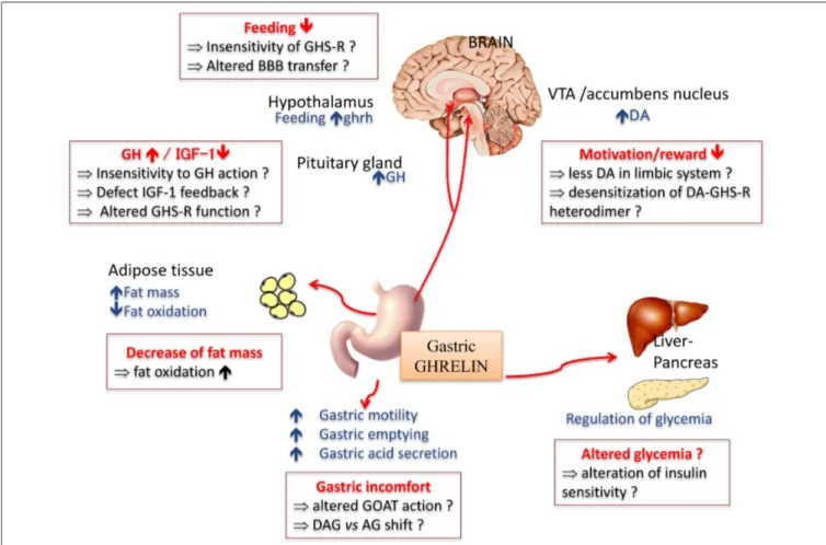 FIGURE 2 | Main physiological effects of the orexigenic hormone ghrelin. In anorexia nervosa, some of the symptoms classically described might be due to a resistance or insensitivity to ghrelin effect (in red squares)